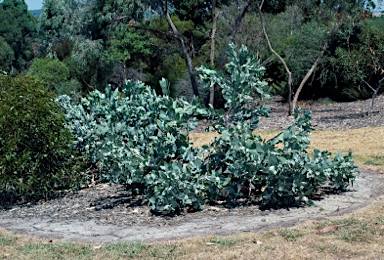 APII jpeg image of Eucalyptus pleurocarpa  © contact APII