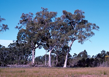 APII jpeg image of Eucalyptus racemosa  © contact APII