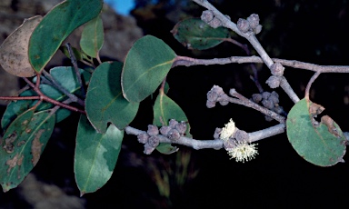 APII jpeg image of Eucalyptus serraensis  © contact APII