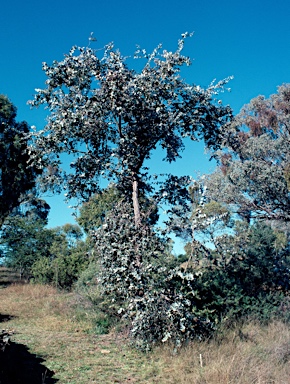 APII jpeg image of Eucalyptus shirleyi  © contact APII