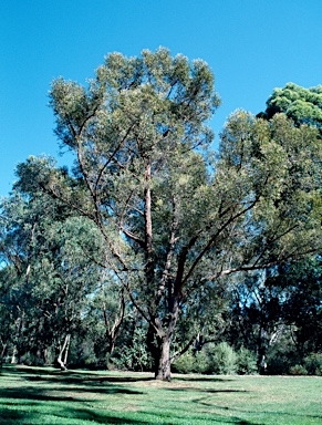 APII jpeg image of Eucalyptus sparsifolia  © contact APII