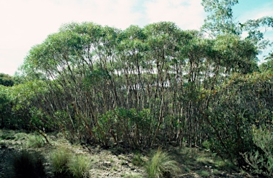 APII jpeg image of Eucalyptus stricta  © contact APII