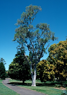 APII jpeg image of Eucalyptus tereticornis  © contact APII