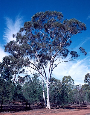 APII jpeg image of Eucalyptus thozetiana  © contact APII