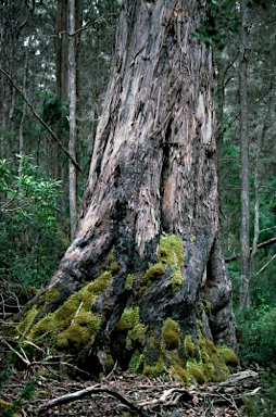 APII jpeg image of Eucalyptus urnigera  © contact APII