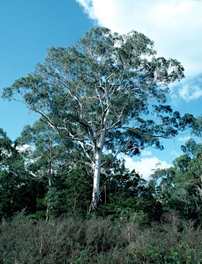 APII jpeg image of Eucalyptus viminalis  © contact APII