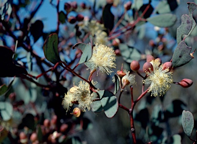 APII jpeg image of Eucalyptus websteriana  © contact APII