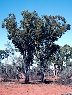 APII jpeg image of Eucalyptus populnea  © contact APII