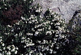 APII jpeg image of Prostanthera cuneata  © contact APII