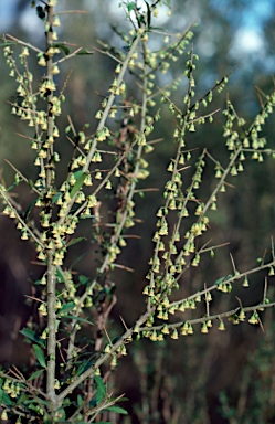 APII jpeg image of Melicytus dentatus  © contact APII