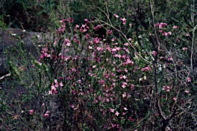 APII jpeg image of Boronia barkeriana  © contact APII