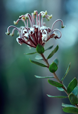 APII jpeg image of Grevillea buxifolia  © contact APII