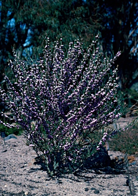 APII jpeg image of Hovea rosmarinifolia  © contact APII