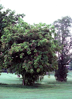 APII jpeg image of Millettia pinnata  © contact APII