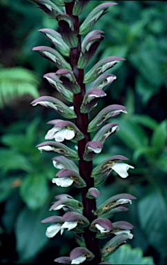 APII jpeg image of Acanthus mollis  © contact APII