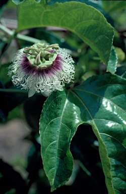 APII jpeg image of Passiflora edulis  © contact APII