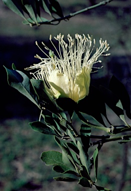 APII jpeg image of Capparis mitchellii  © contact APII