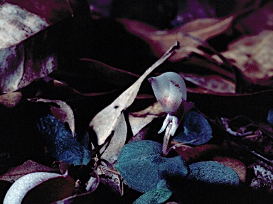 APII jpeg image of Corybas aconitiflorus  © contact APII