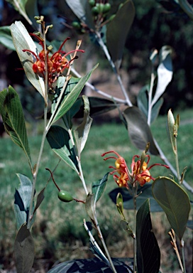 APII jpeg image of Grevillea glossadenia  © contact APII