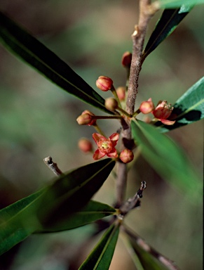 APII jpeg image of Samadera sp. Moonee Creek (J.King s.n. Nov. 1949)  © contact APII