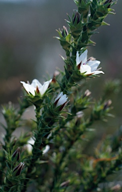 APII jpeg image of Sprengelia sprengelioides  © contact APII