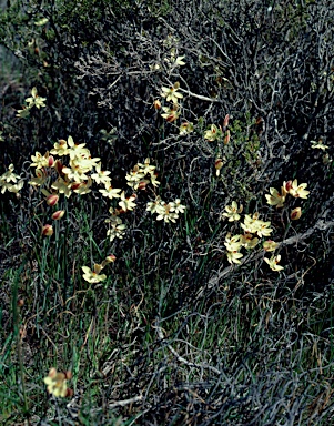 APII jpeg image of Thelymitra antennifera  © contact APII