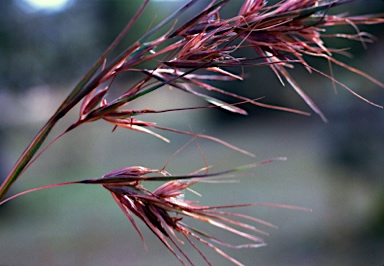 APII jpeg image of Themeda triandra  © contact APII