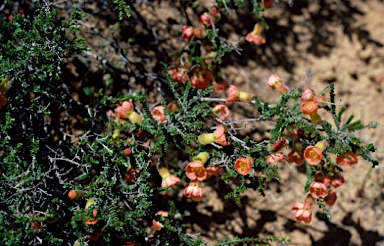 APII jpeg image of Cheyniana microphylla  © contact APII