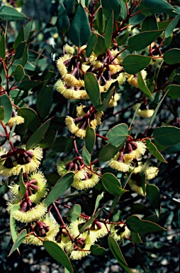 APII jpeg image of Eucalyptus grossa  © contact APII