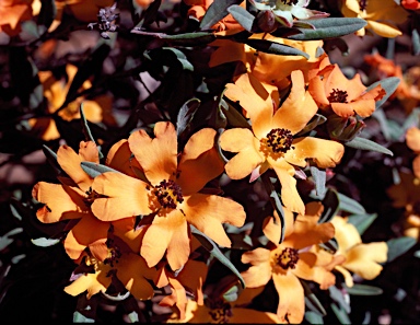 APII jpeg image of Hibbertia miniata  © contact APII