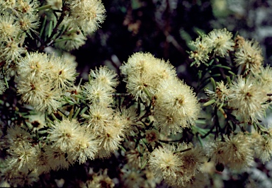 APII jpeg image of Melaleuca nodosa  © contact APII