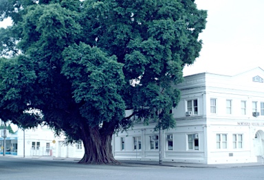 APII jpeg image of Ficus virens  © contact APII