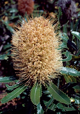 APII jpeg image of Banksia aemula  © contact APII