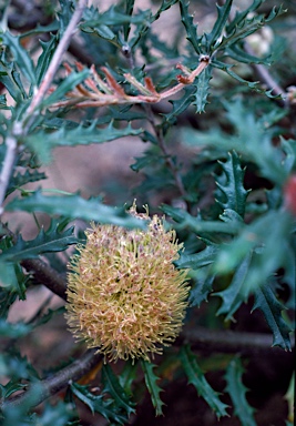 APII jpeg image of Banksia canei  © contact APII