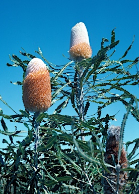 APII jpeg image of Banksia prionotes  © contact APII