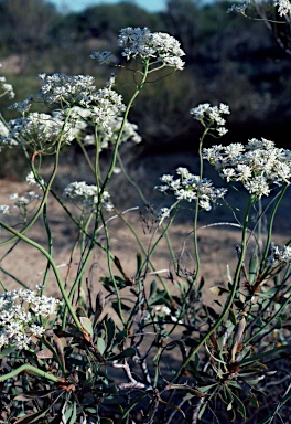 APII jpeg image of Conospermum brownii  © contact APII