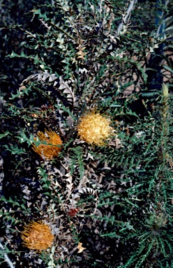 APII jpeg image of Banksia nobilis subsp. nobilis  © contact APII