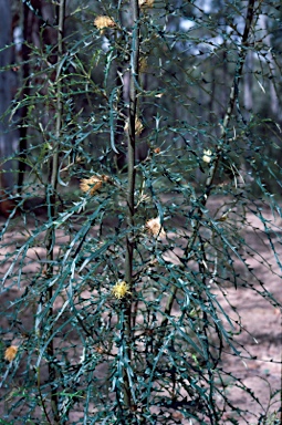 APII jpeg image of Banksia hewardiana  © contact APII