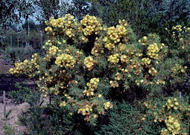 APII jpeg image of Banksia polycephala  © contact APII