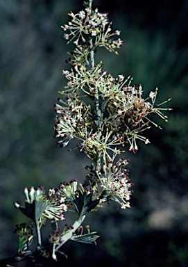 APII jpeg image of Grevillea acrobotrya  © contact APII