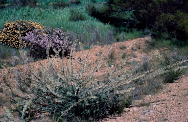 APII jpeg image of Grevillea amplexans subsp. semivestita  © contact APII