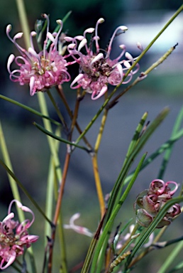 APII jpeg image of Grevillea bracteosa  © contact APII