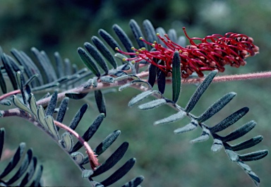 APII jpeg image of Grevillea caleyi  © contact APII