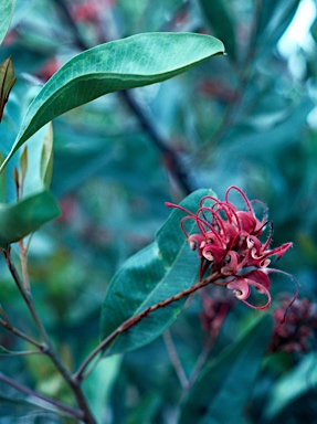 APII jpeg image of Grevillea decora  © contact APII