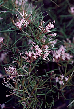 APII jpeg image of Grevillea halmaturina  © contact APII