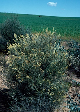 APII jpeg image of Grevillea biformis subsp. biformis  © contact APII