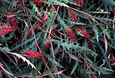 APII jpeg image of Grevillea 'Jolly Swagman'  © contact APII