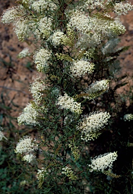 APII jpeg image of Grevillea leptopoda  © contact APII