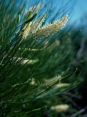 APII jpeg image of Grevillea obliquistigma subsp. obliquistigma  © contact APII