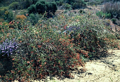 APII jpeg image of Grevillea pilosa subsp. pilosa  © contact APII